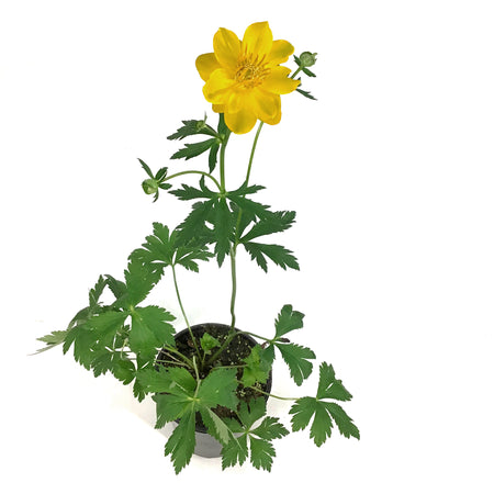 Trollius, 1 gal, Golden Queen
