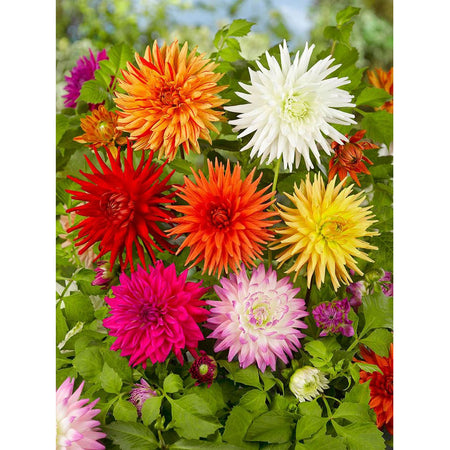 Dahlia - Cactus Mix Bulbs, 4 Pack