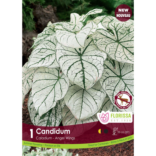Caladium - Candidum, 1 Pack