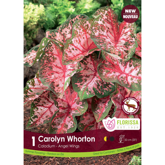 Caladium - Caroyln Whorton, 1 Pack