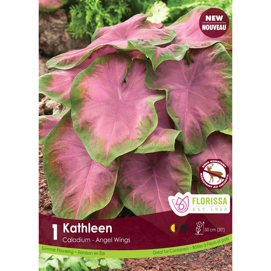 Caladium - Kathleen, 1 Pack
