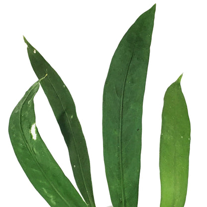 Anthurium, 4.5in HB, Vittarifolium
