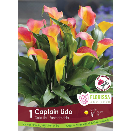 Calla Lily - Captain Lido Bulb, 1 Pack