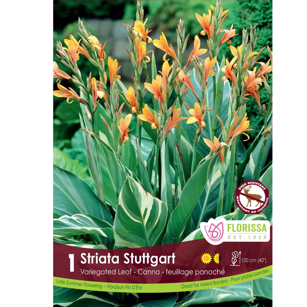 Canna Lily, Variegated Leaf - Stuttgart Bulbs, 1pk