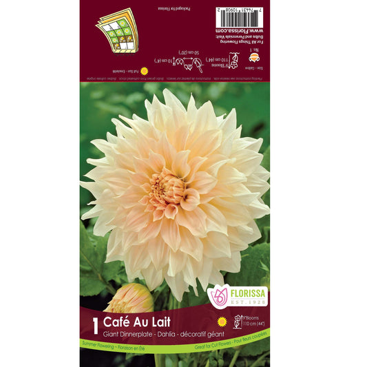 Dahila, Dinnerplate - Cafe Au Lait, 1 Pack