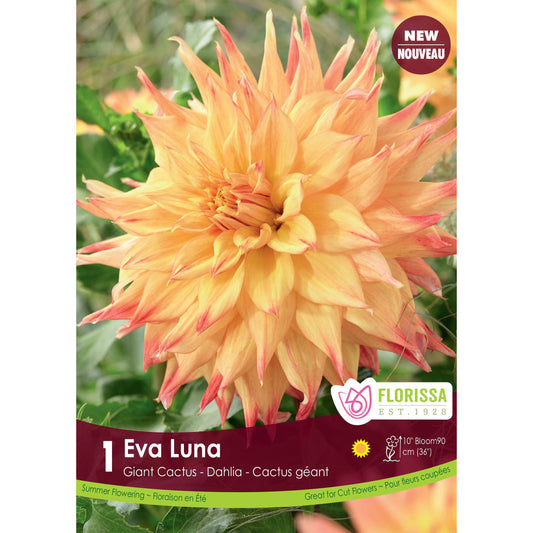 Dahila, Dinnerplate - Eva Luna Bulbs 1 Pack