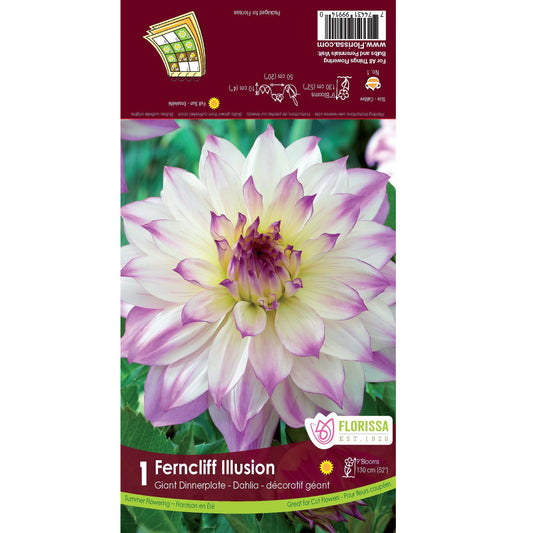 Dahlia, Dinnerplate - Ferncliff Illusion Bulbs 1pk
