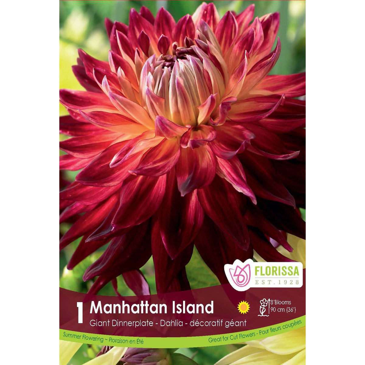 Dahlia, Dinnerplate - Manhattan Island Bulbs 1pk