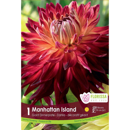 Dahlia, Dinnerplate - Manhattan Island Bulbs 1pk