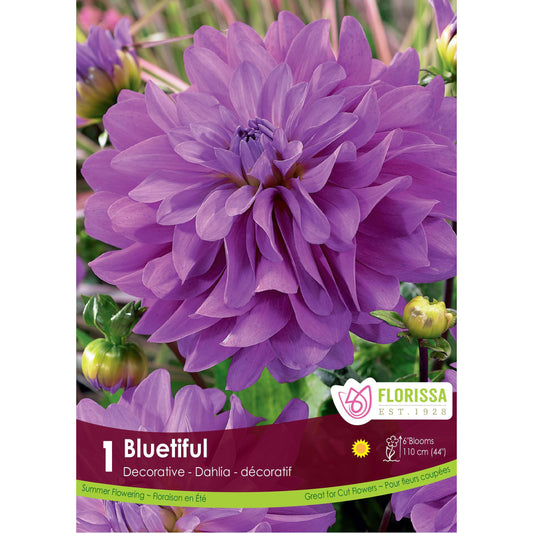 Dahlia, Decorative - Bluetiful Bulbs 1 Pack