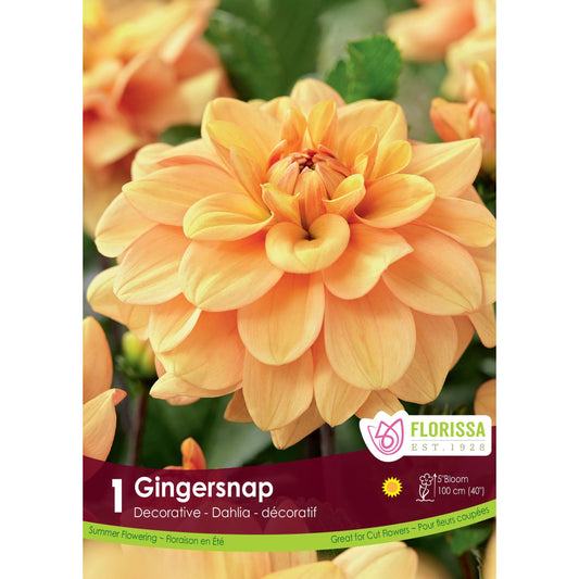 Dahlia, Decorative - Gingersnap Bulbs 1 Pack