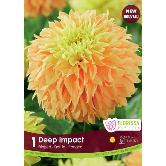 Dahlia, Fringed - Deep Impact Bulbs, 1 Pack