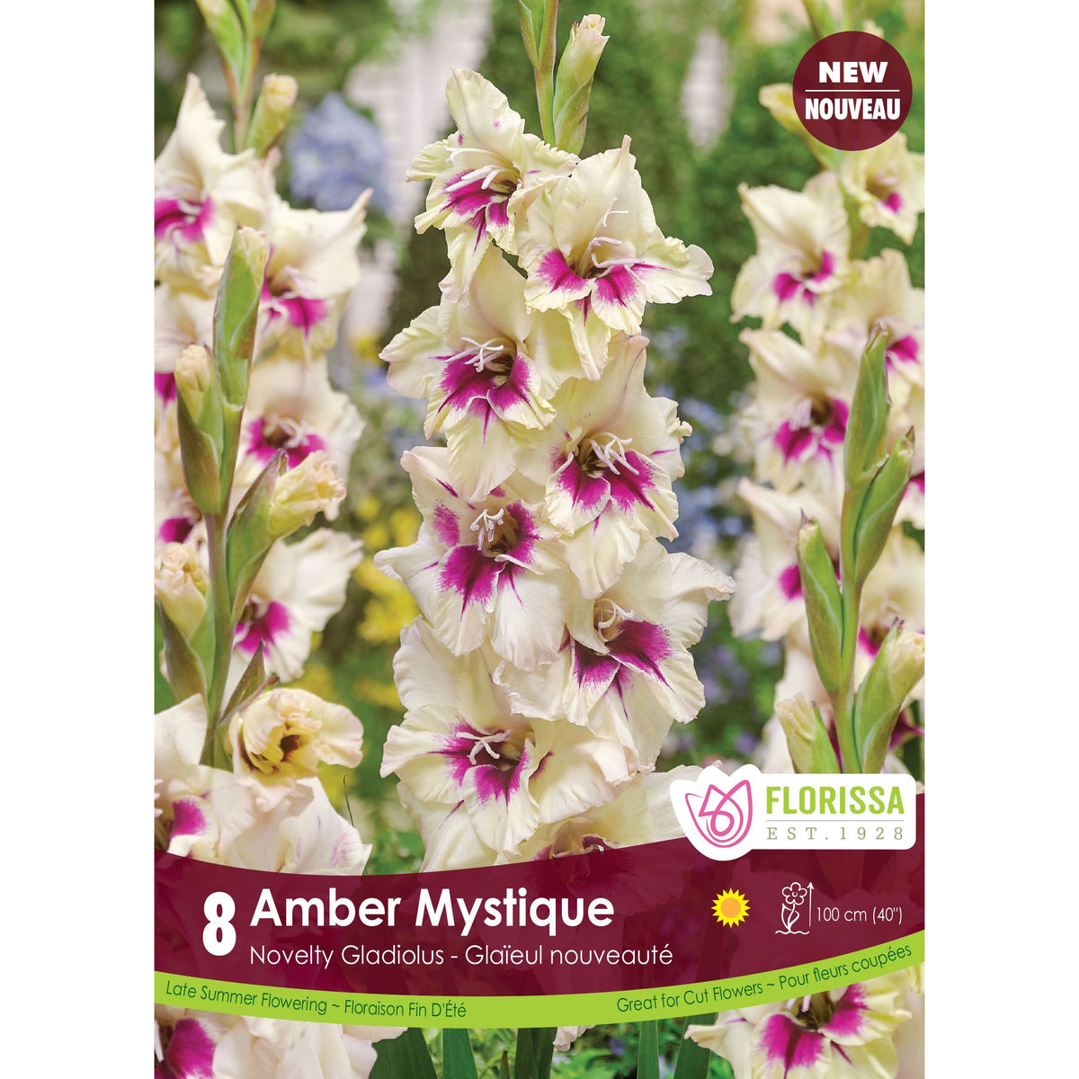 Gladiolus, Novelty Dutch - Amber Mystique Bulb 8pk