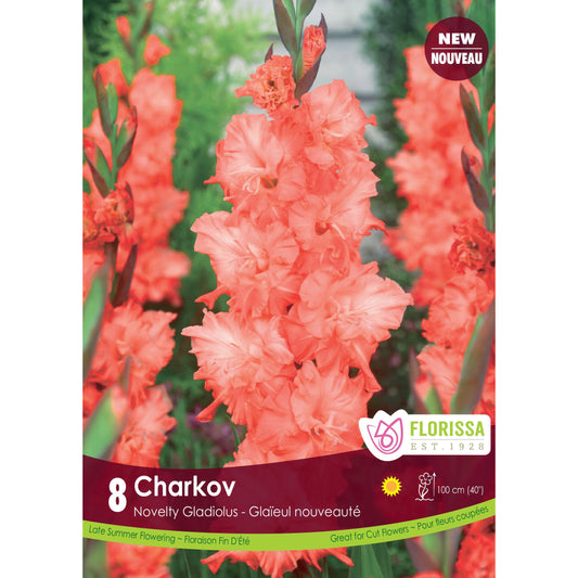 Gladiolus, Novelty Dutch - Charkov Bulbs 8 Pack