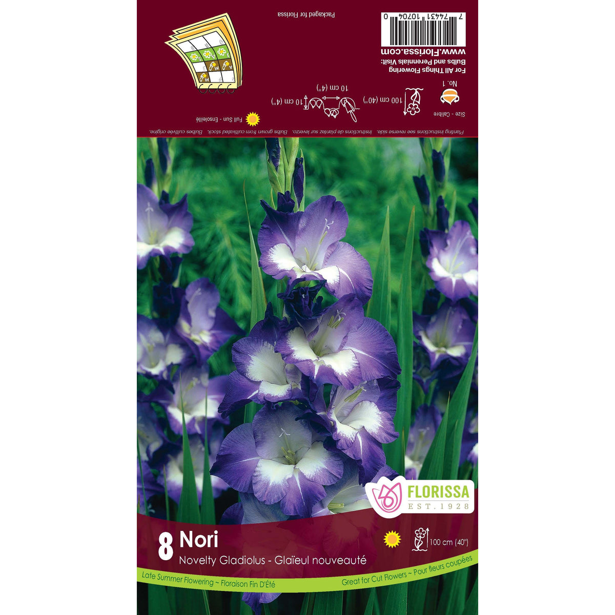Gladiolus, Novelty Dutch - Nori Bulbs 8 Pack
