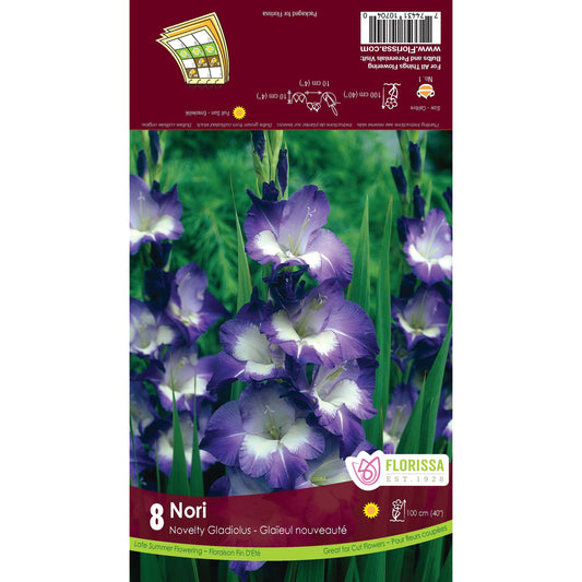 Gladiolus, Novelty Dutch - Nori Bulbs 8 Pack