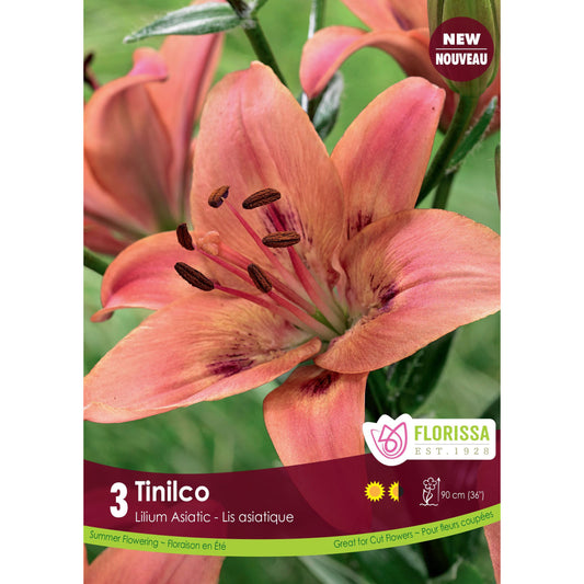 Lily, Asiatic - Tinilco Bulbs 3 Pack