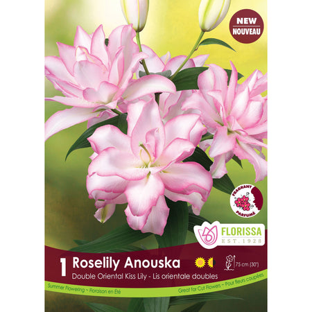 Lily, Dbl Oriental - Roselily Anouska Bulbs 1 Pack