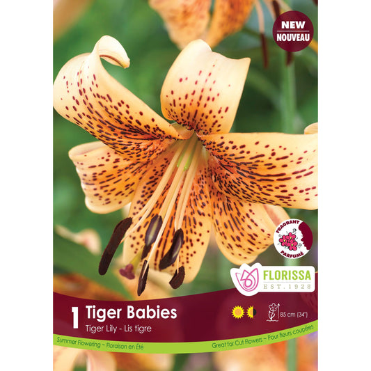 Lily, Tiger - Tiger Babies Bulbs, 1 Pack