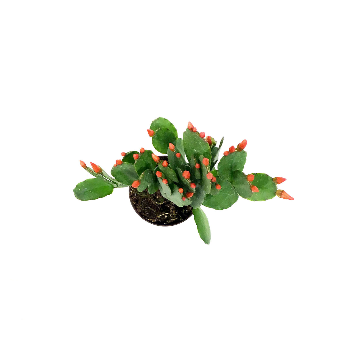 Easter Cactus, 2.5in, Hatoria Gaertneri