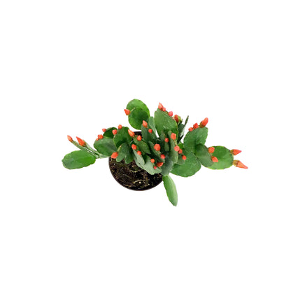 Easter Cactus, 2.5in, Hatoria Gaertneri