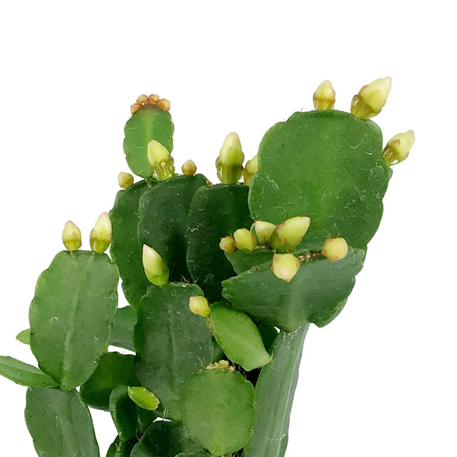 Easter Cactus, 2.5in, Hatoria Gaertneri