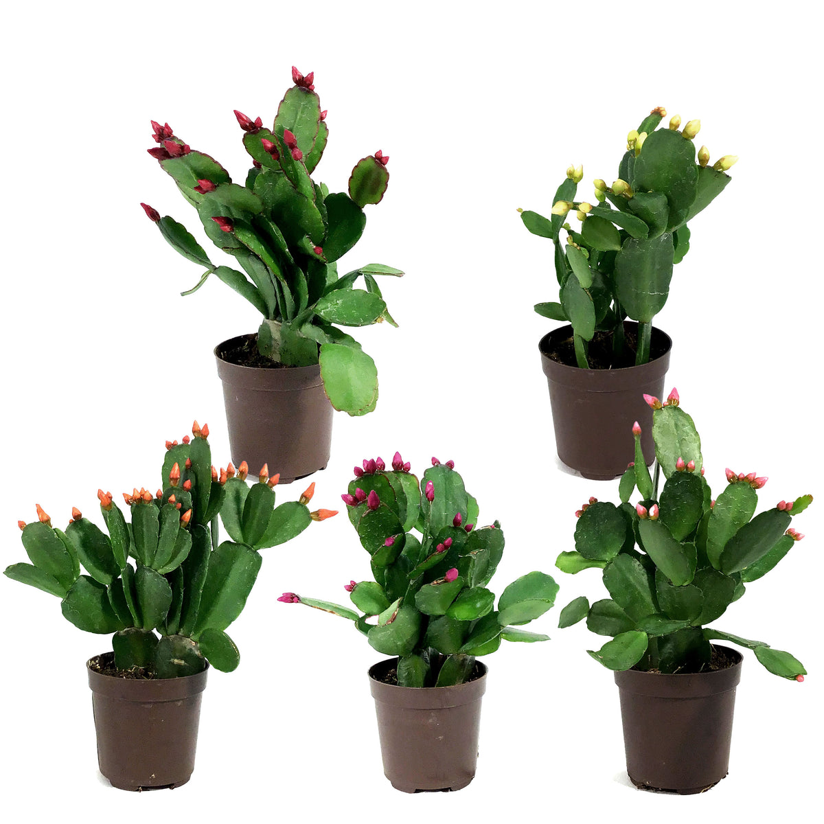 Easter Cactus, 2.5in, Hatoria Gaertneri