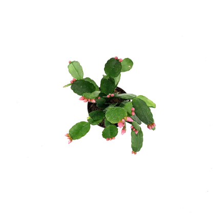 Easter Cactus, 2.5in, Hatoria Gaertneri
