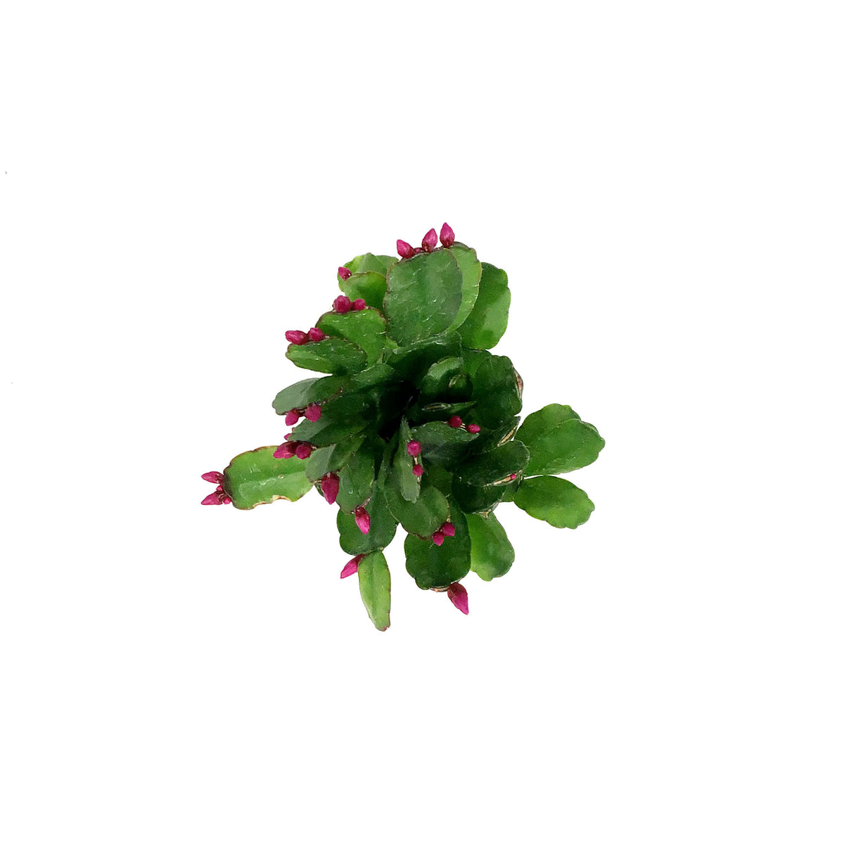 Easter Cactus, 2.5in, Hatoria Gaertneri