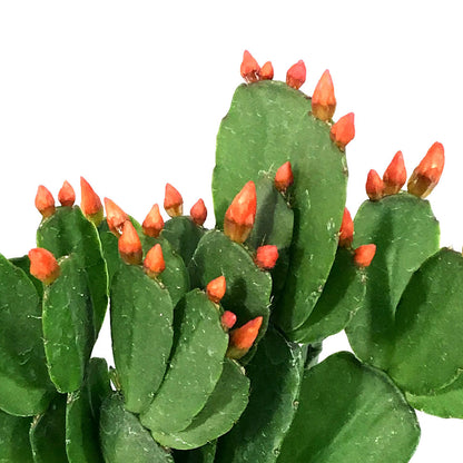 Easter Cactus, 2.5in, Hatoria Gaertneri