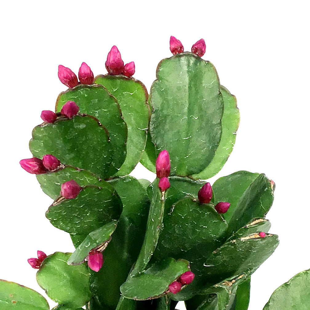 Easter Cactus, 2.5in, Hatoria Gaertneri