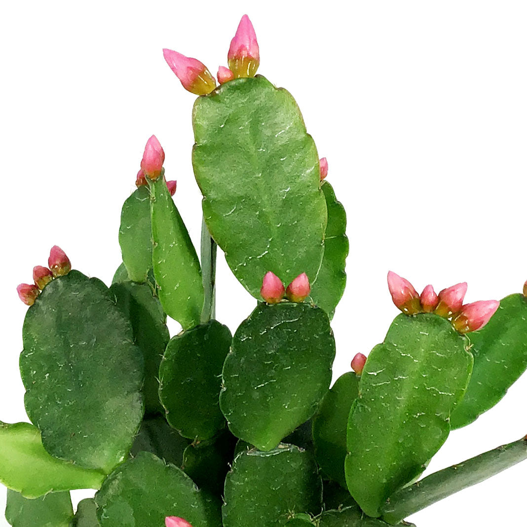 Easter Cactus, 2.5in, Hatoria Gaertneri