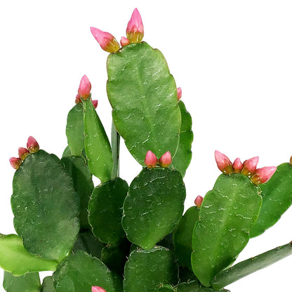 Easter Cactus, 2.5in, Hatoria Gaertneri