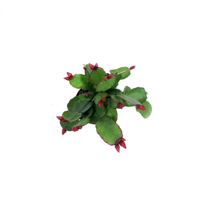 Easter Cactus, 2.5in, Hatoria Gaertneri