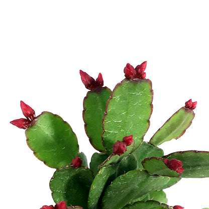 Easter Cactus, 2.5in, Hatoria Gaertneri