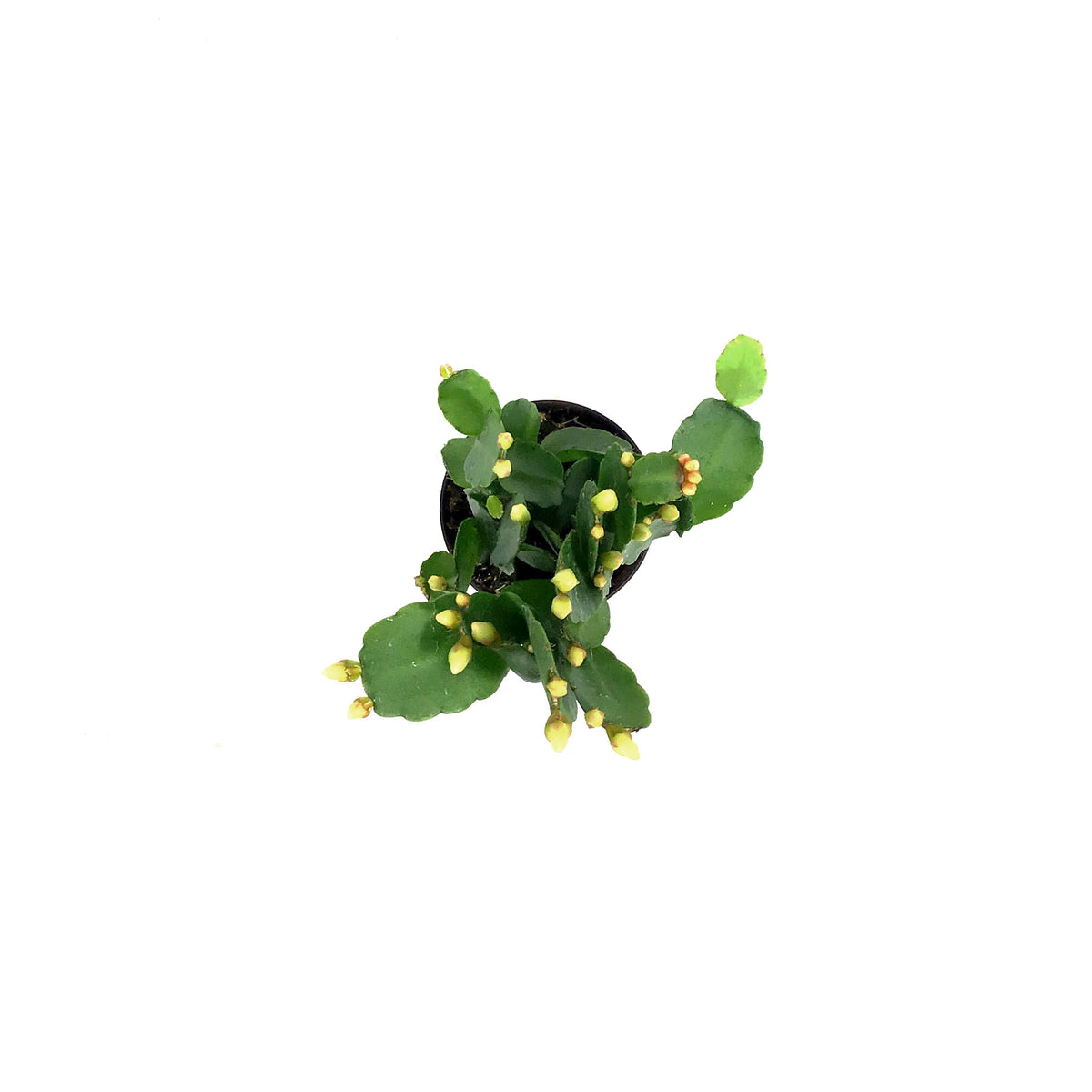 Easter Cactus, 2.5in, Hatoria Gaertneri
