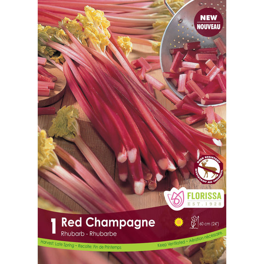 Rhubarb - Red Champagne Bulbs, 1 Pacl