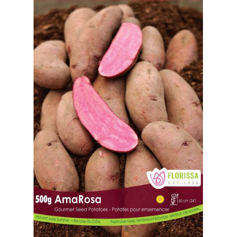 Seed Potato - Gourmet AmaRosa, VN, 500g Bag