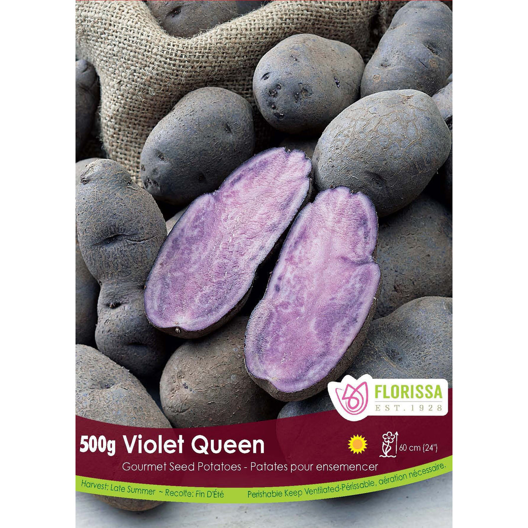 Seed Potato - Gourmet Violet Queen, VN, 500g Bag