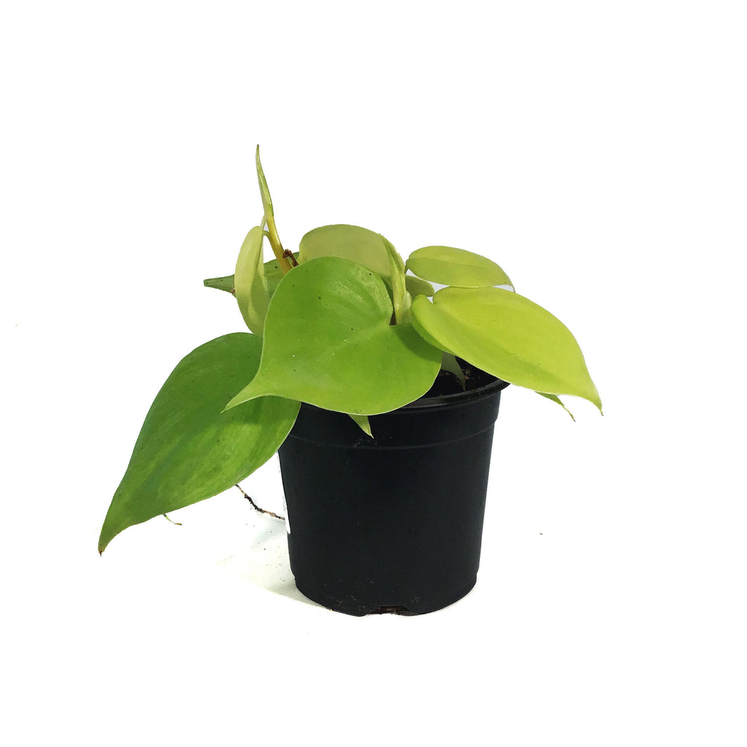 Philodendron, 4in, Lemon Lime Heart Leaf
