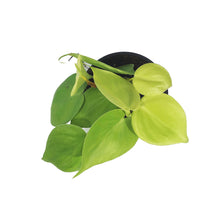 Load image into Gallery viewer, Philodendron, 4in, Lemon Lime Heart Leaf
