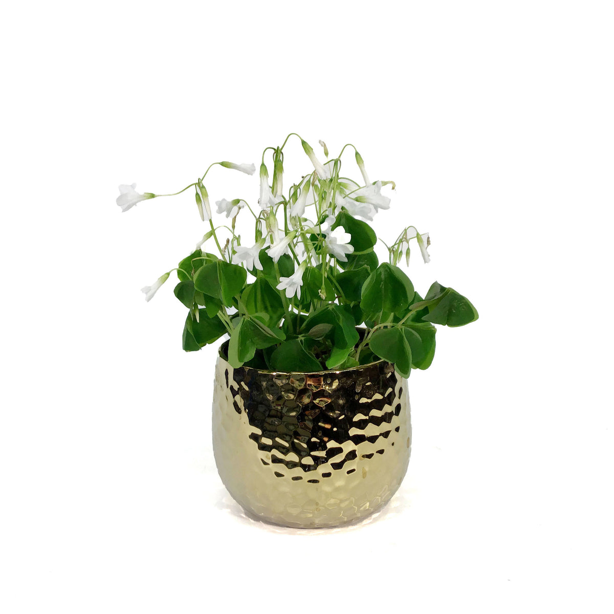 Oxalis, 4in, Green, in Gold Pot