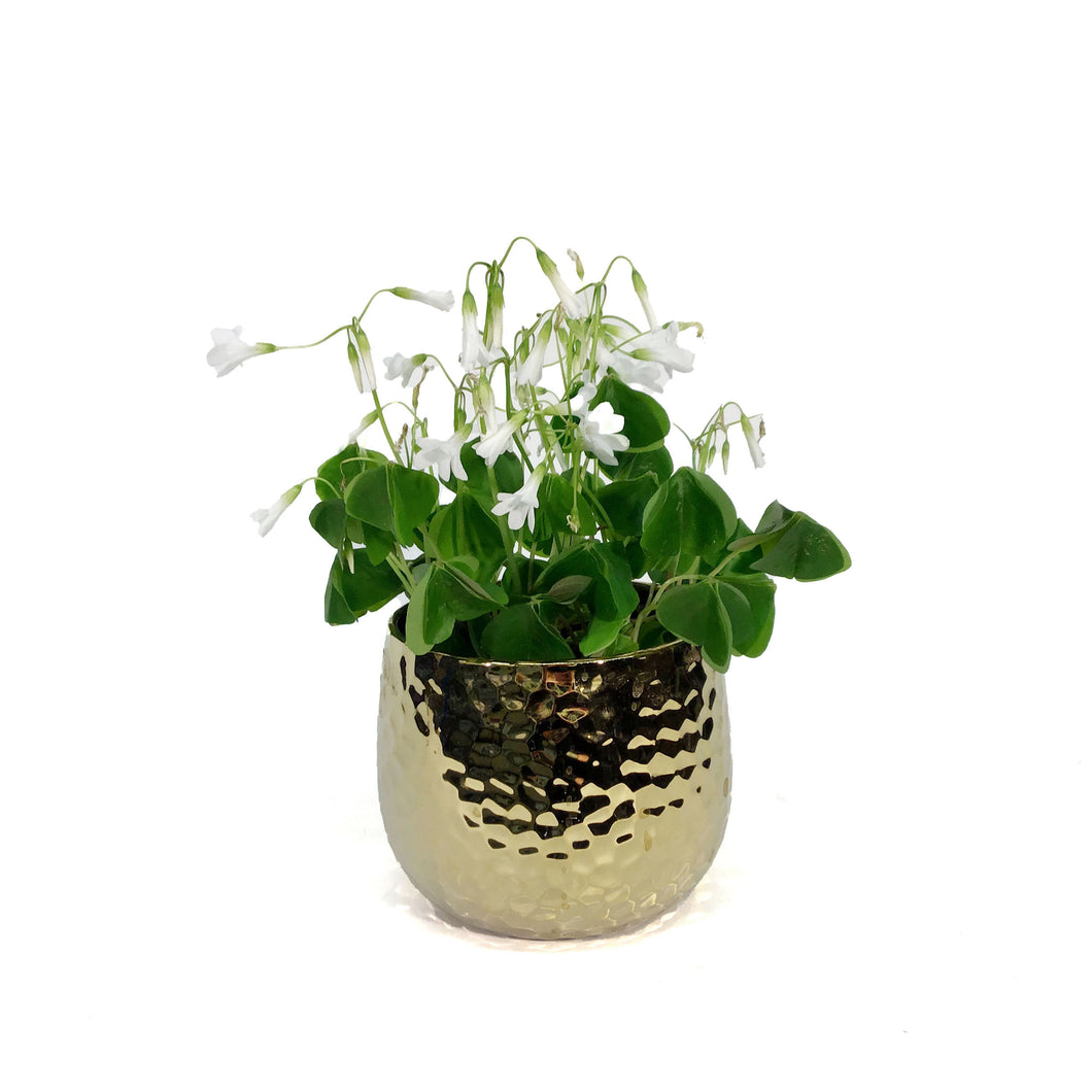 Oxalis, 4in, Green, in Gold Pot