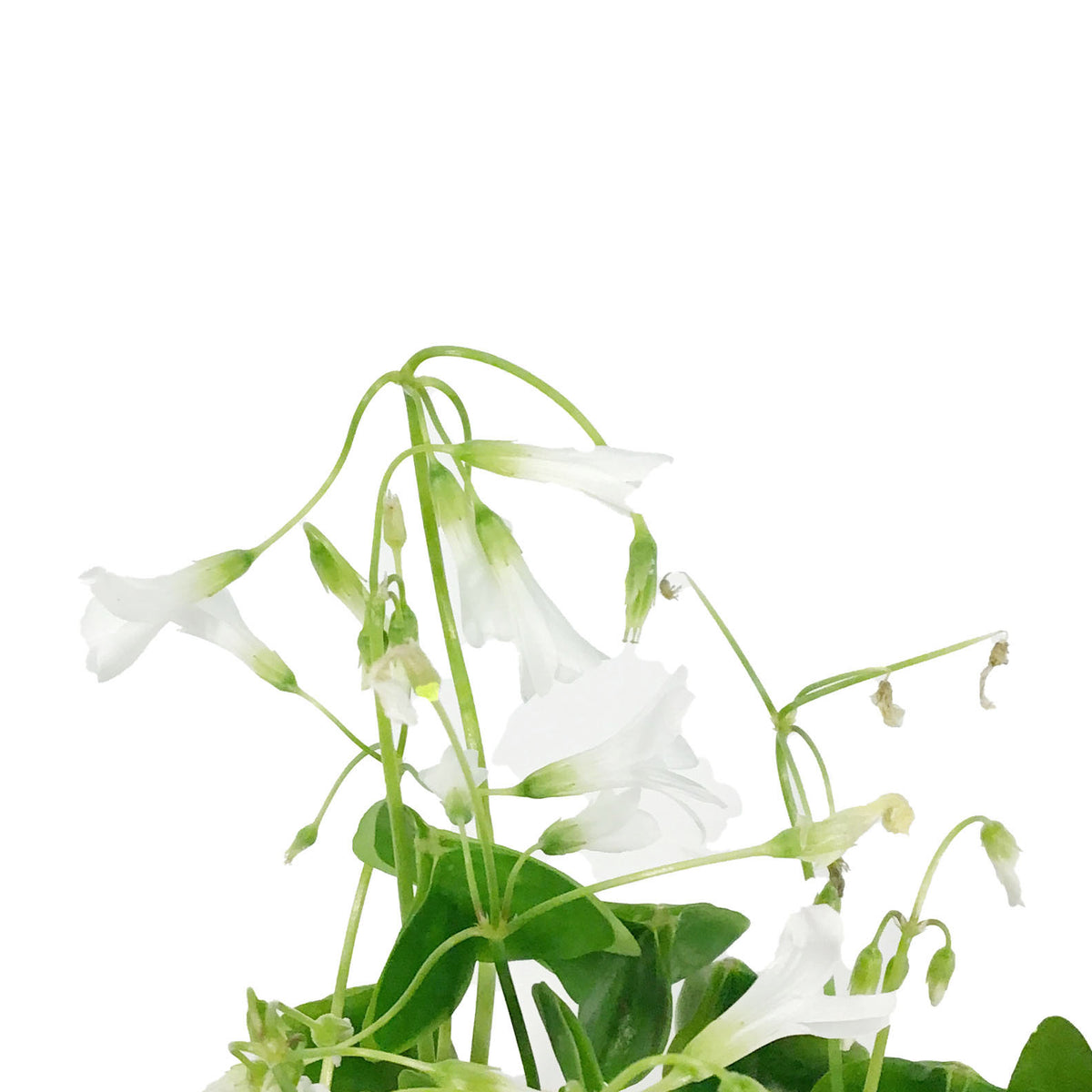 Oxalis, 4in, Green, in Gold Pot