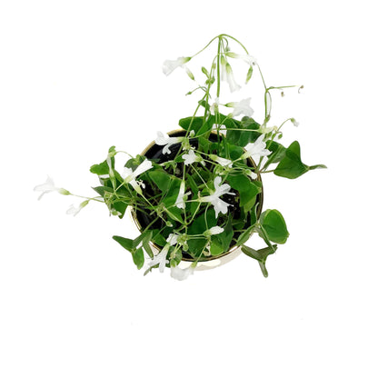 Oxalis, 4in, Green, in Gold Pot