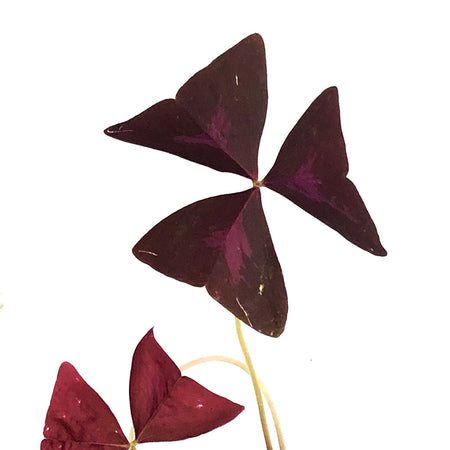Oxalis, 4in, Purple
