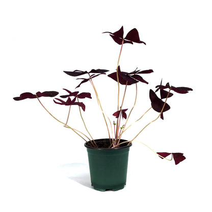 Oxalis, 4in, Purple