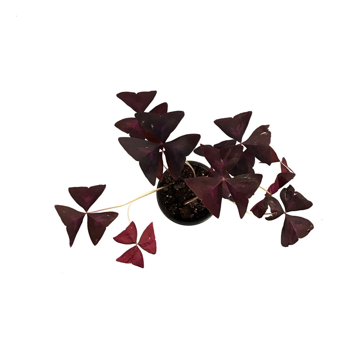 Oxalis, 4in, Purple