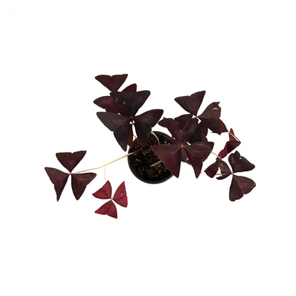 Oxalis, 4in, Purple