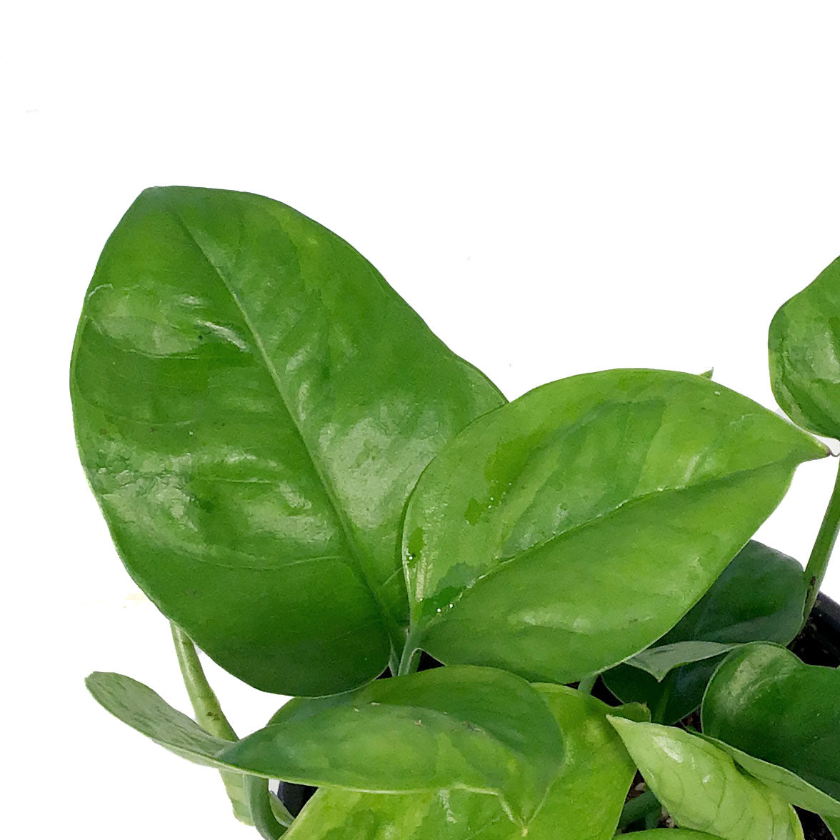 Pothos, 4in, Emerald